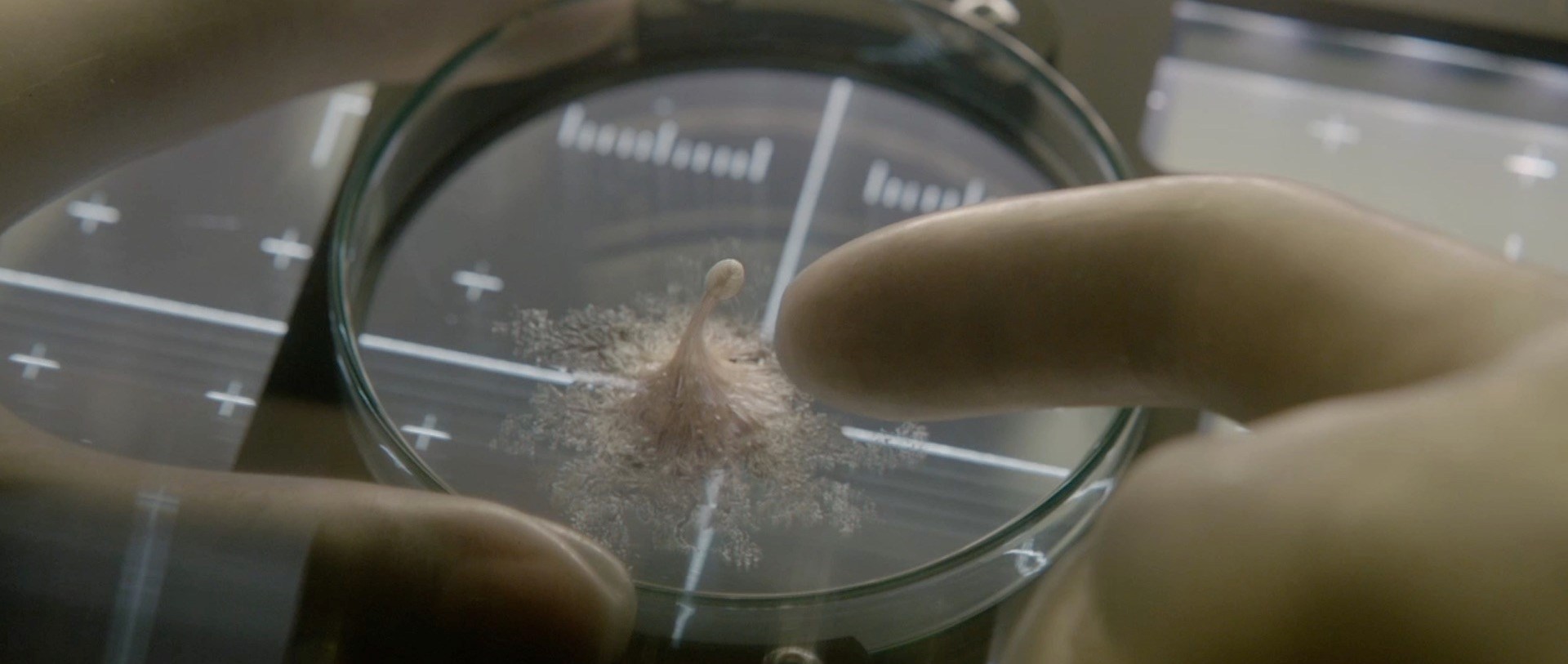 Луна эспиноза. Живое кельвин. Живое кельвин. Живое кельвин. Живое кельвин.